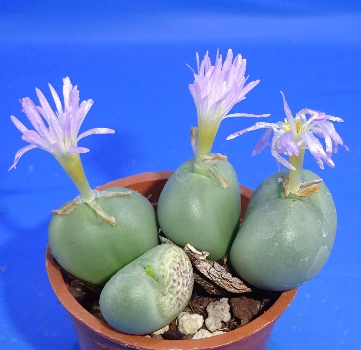 Conophytum bachelorum